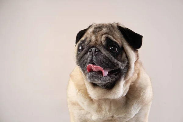 Happy dog. pug on a beige background in the studio.