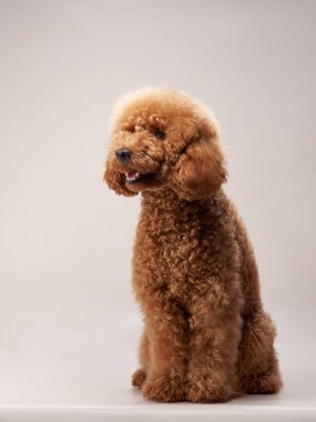 Bej arka planda bir kaniş. Stüdyodaki komik bir hayvanın portresi.