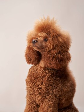 Bej arka planda bir kaniş. Stüdyodaki komik bir hayvanın portresi.