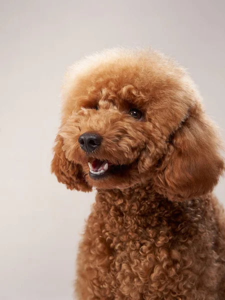 Bej arka planda bir kaniş. Stüdyodaki komik bir hayvanın portresi.