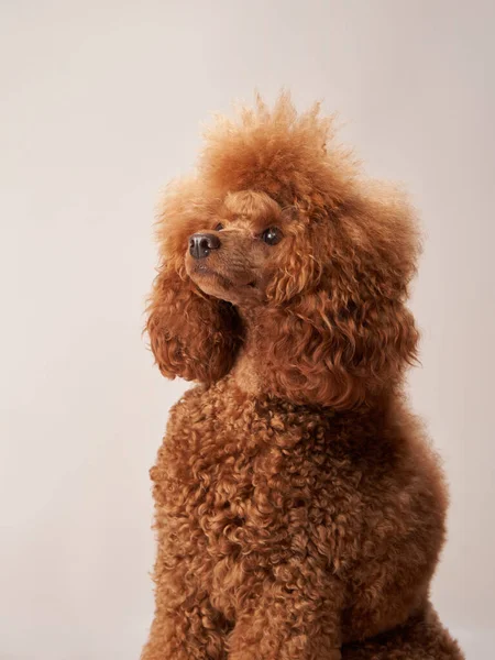 Bej arka planda bir kaniş. Stüdyodaki komik bir hayvanın portresi.