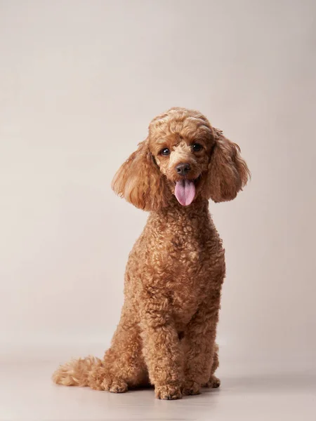 Caniche sobre fondo beige. Retrato de una mascota divertida en el estudio — Foto de Stock