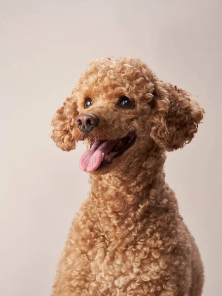 Poedel op een beige achtergrond. Portret van een grappig huisdier in de studio — Stockfoto