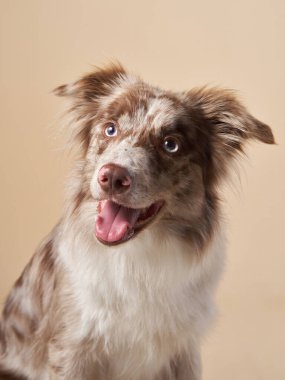 Ağzı açık köpek. Anlamlı mermer Border Collie. komik hayvan.