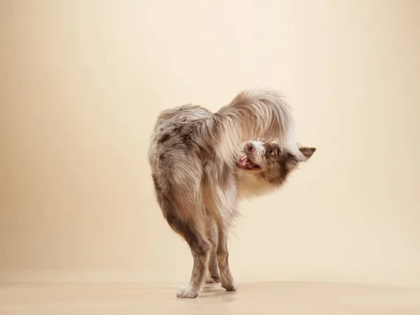 Der Hund mit offenem Maul. ausdrucksstarker Border Collie aus Marmor. Lustiges Haustier — Stockfoto