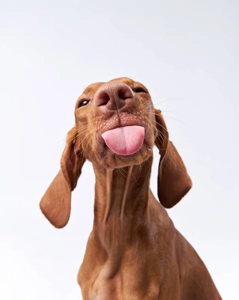 Vtipný pes ukazuje jazyk. Maďarská vizsla ve studiu — Stock fotografie