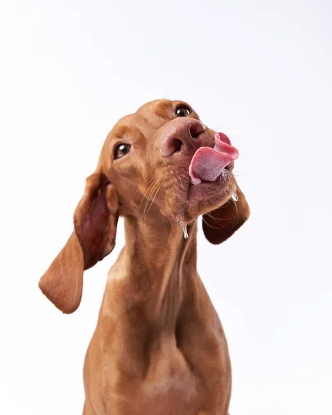 Lustiger Hund zeigt Zunge. Ungarische Vizsla im Studio Stockbild