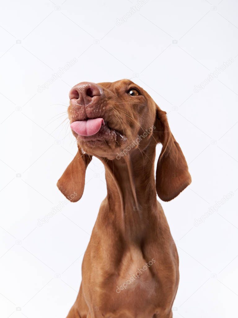 funny dog shows tongue. Hungarian vizsla in studio