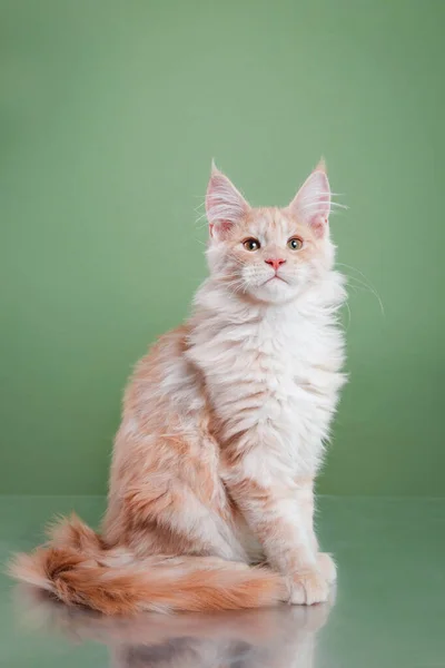 Maine Coon Kitten su sfondo blu. ritratto di gatto in studio — Foto Stock