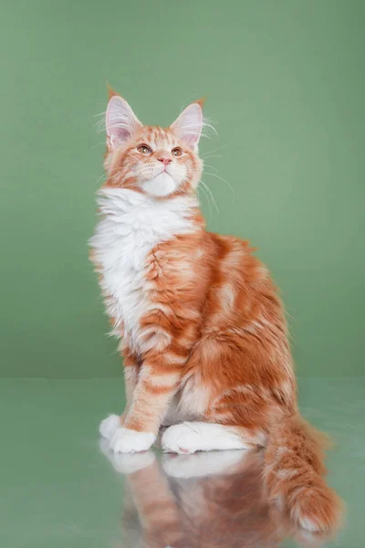 Maine Coon Kitten på en blå bakgrund. katt porträtt i studio — Stockfoto