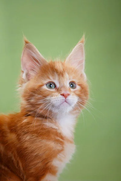 Maine Coon Kitten on a blue background. cat portrait in studio — Stock Photo, Image
