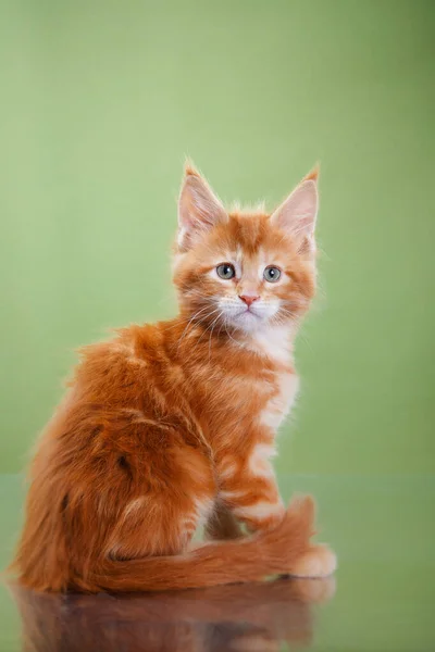 Maine Coon Kitten op een blauwe achtergrond. kat portret in studio — Stockfoto