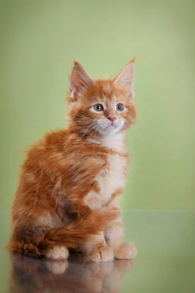 Maine Coon Kitten na niebieskim tle. portret kota w studio — Zdjęcie stockowe
