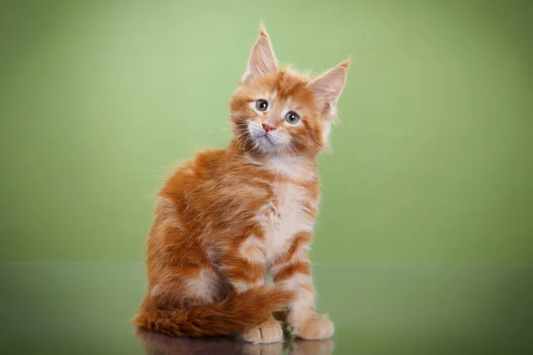 Maine Coon Kitten på en blå bakgrund. katt porträtt i studio — Stockfoto
