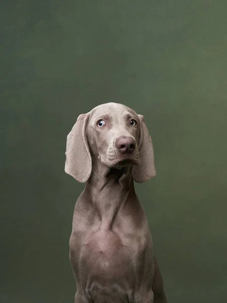 Cachorro em um fundo de lona verde. Cão engraçado no estúdio — Fotografia de Stock