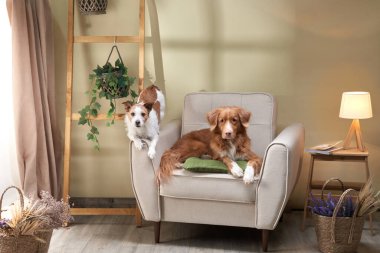 Köpekler sandalyede. Nova Scotia ördek paralı av köpeği ve Jack Russell Terrier stüdyoda.. 