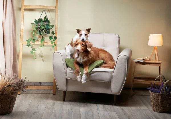 Köpekler sandalyede. Nova Scotia ördek paralı av köpeği ve Jack Russell Terrier stüdyoda.. 