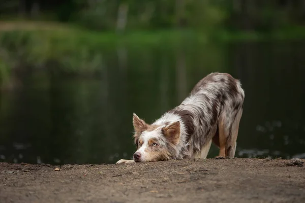 Vizes kutya a természetben. Vicces határ collie közel a tóhoz — Stock Fotó
