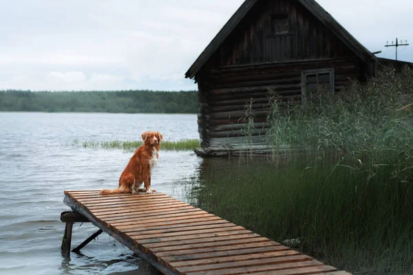 Pies na drewnianym pomoście nad jeziorem na tle starego domu. — Zdjęcie stockowe