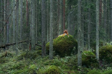 Ormanda taş üstünde köpek. Evcil bir hayvanla yürüyorum. Güzel bir manzarada Nova Scotia ördek gişesi av köpeği.