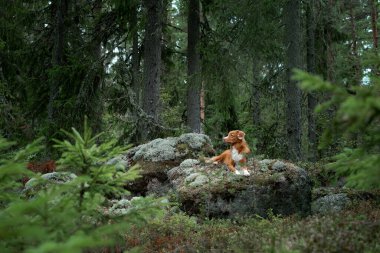 Ormanda taş üstünde köpek. Evcil bir hayvanla yürüyorum. Güzel bir manzarada Nova Scotia ördek gişesi av köpeği.