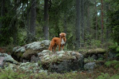 Ormanda taş üstünde köpek. Evcil bir hayvanla yürüyorum. Güzel bir manzarada Nova Scotia ördek gişesi av köpeği.