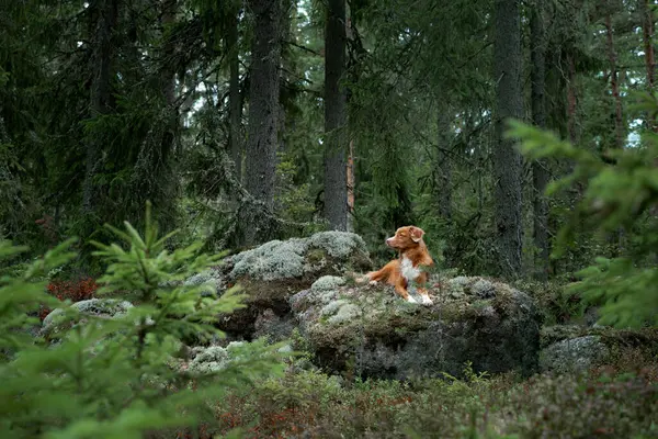 Ormanda taş üstünde köpek. Evcil bir hayvanla yürüyorum. Güzel bir manzarada Nova Scotia ördek gişesi av köpeği.