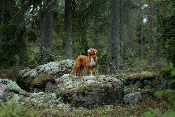 Ormanda taş üstünde köpek. Evcil bir hayvanla yürüyorum. Güzel bir manzarada Nova Scotia ördek gişesi av köpeği.