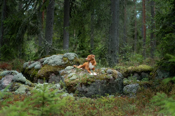 Chien dans la forêt sur pierre. Marcher avec un animal de compagnie. Nouvelle-Écosse canard péage récupérateur dans un beau paysage — Photo