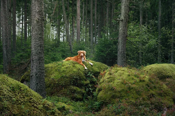 Hund i skogen på sten. Går med ett husdjur. Nova Scotia anka tolling retriever i ett vackert landskap — Stockfoto