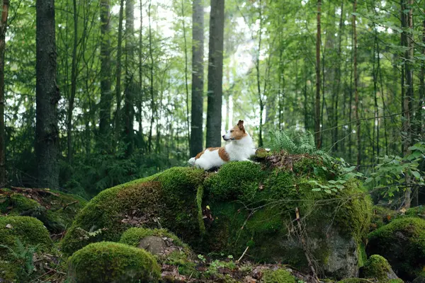 Ormanda taş üstünde köpek. Evcil bir hayvanla yürüyorum. Jack Russell Terrier güzel bir manzarada