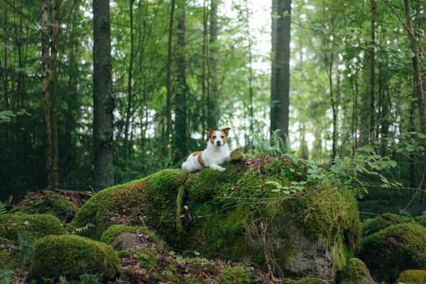 Pies w lesie na kamieniu. Chodzenie ze zwierzątkiem. Jack Russell Terrier w pięknym krajobrazie — Zdjęcie stockowe