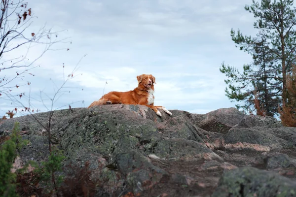 石の上の森の犬。ペットと一緒に歩く。ノバスコシアダックは美しい風景の中で取得を許容 — ストック写真