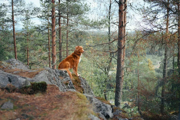 Ormanda taş üstünde köpek. Evcil bir hayvanla yürüyorum. Güzel bir manzarada Nova Scotia ördek gişesi av köpeği. 