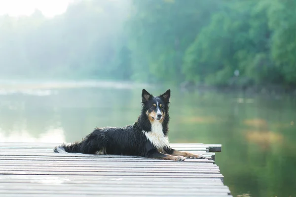 Collie graniczny na molo. Wyprowadzam psa nad jezioro. Zwierzątko odpoczywa. — Zdjęcie stockowe