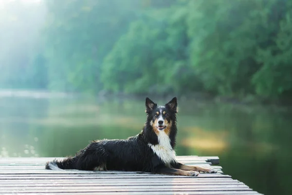Border Collie en el muelle. Paseando al perro por el lago. La mascota está descansando. —  Fotos de Stock