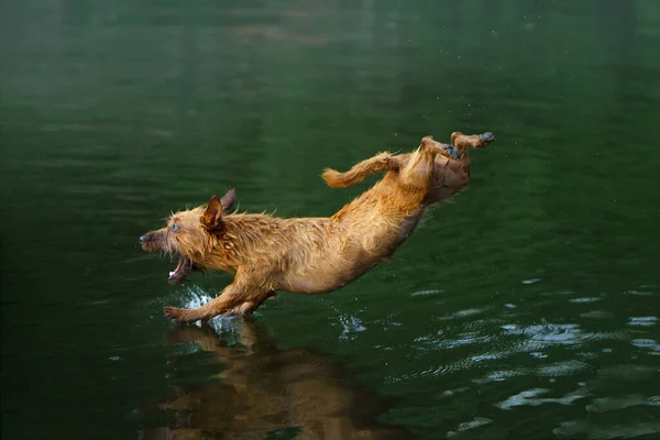 Chien sautant dans l'eau. Terrier australien humide actif dans la nature — Photo