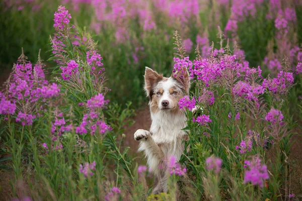 Perro en colores rosados. Collie fronterizo en la naturaleza —  Fotos de Stock