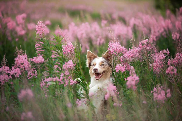 Cão em cores rosa. Fronteira collie na natureza — Fotografia de Stock