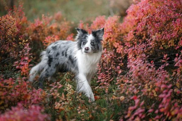 Cão na natureza. em cores vibrantes da floresta. Mármore azul fronteira Collie — Fotografia de Stock