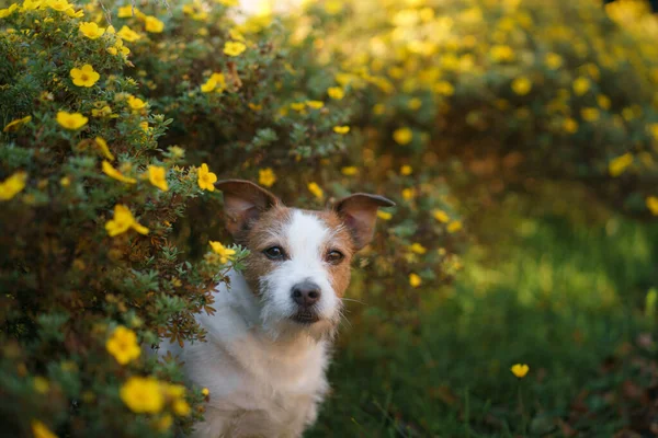 Jack russell terrier in colori gialli — Foto Stock