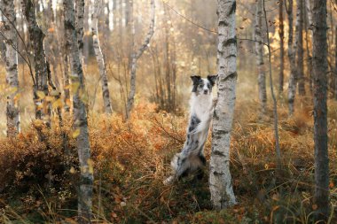 Doğadaki köpek. Sonbahar havası. Yapraklı çoban köpeği ormana düştü.