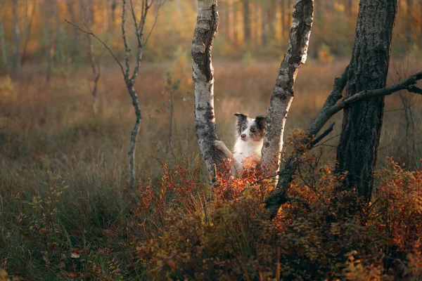 Pes v přírodě. Podzimní náladu. Hraniční kolie v listí padá v lese — Stock fotografie