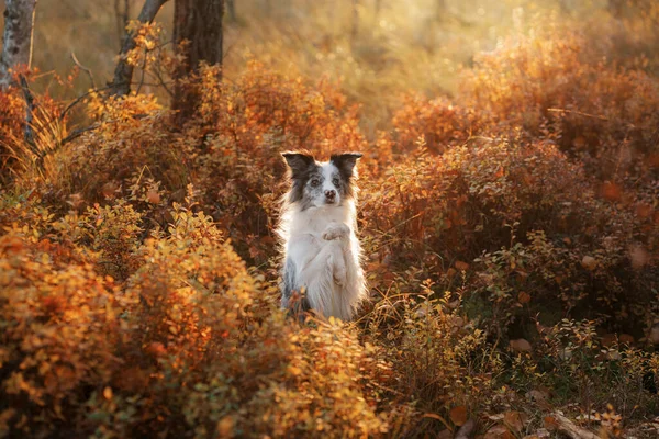Собака в природе. Осеннее настроение. Бордюрный колли в листве падает в лесу — стоковое фото