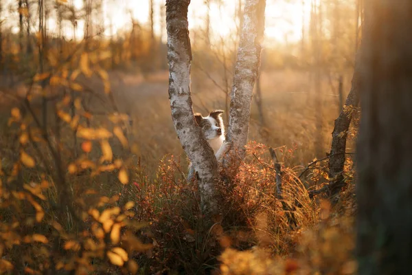 dog in nature. Autumn mood. Border collie in leaf fall in the forest