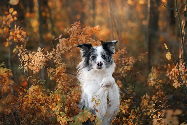 Perro en la naturaleza. Humor otoñal. Collie fronterizo en caída de hojas en el bosque —  Fotos de Stock