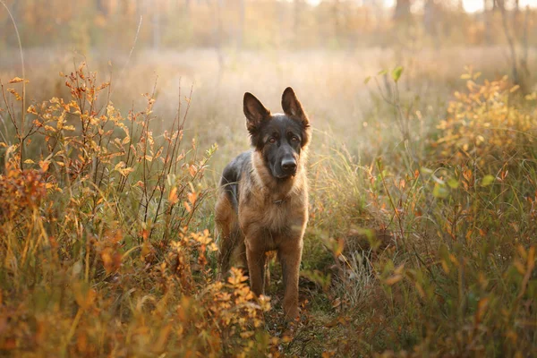 自然の中で犬。秋の気分。森の中の葉の秋にはボーダーコレー — ストック写真