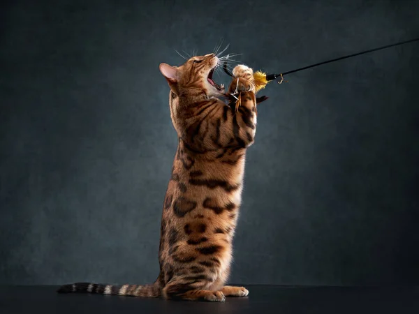 Bengalski kot na czarnym tle. śmieszne zwierzę gry — Zdjęcie stockowe