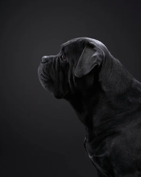 Fekete hátterű kutya. Blue Cane Corso a stúdióban — Stock Fotó