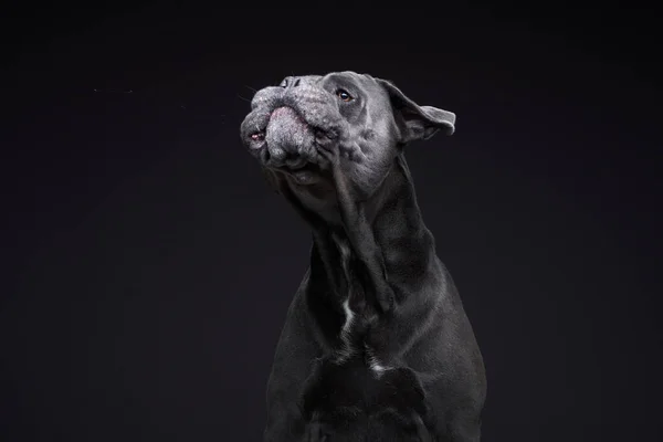 Perro sobre un fondo negro. Blue Cane Corso en el estudio — Foto de Stock